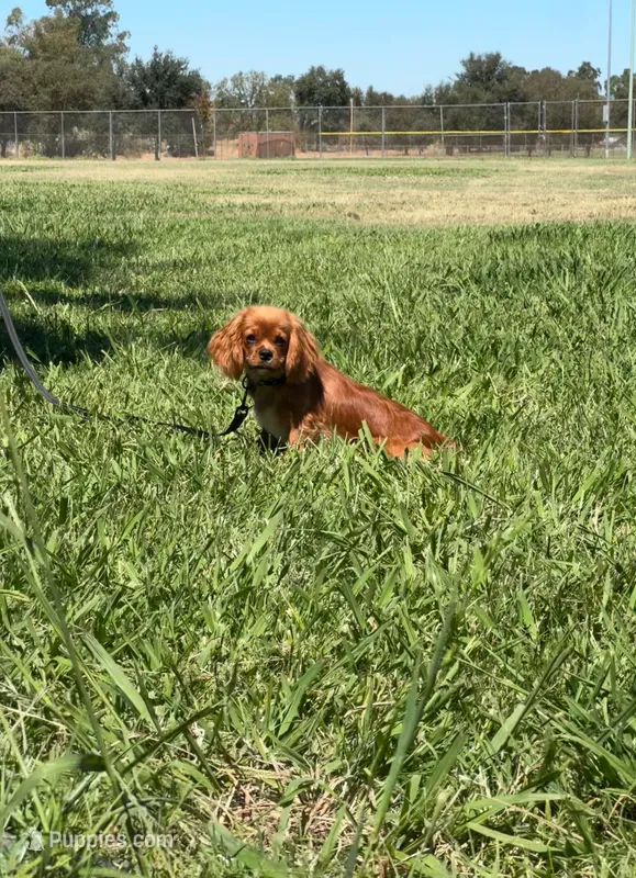 Oliver – Cavalier King Charles Spaniel puppy for sale in Sacramento, CA