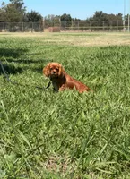 Oliver, a male Cavalier King Charles Spaniel for sale in Sacramento, CA – 2 of 5