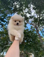 Sandy, a male Pomeranian for sale in Sacramento, CA – 2 of 3