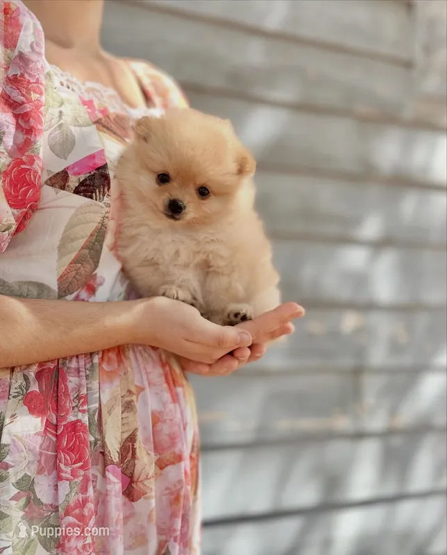 Jane – Pomeranian puppy for sale in Sacramento, CA