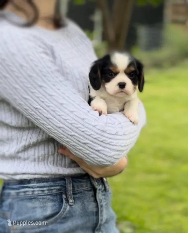 🐾🐣Charlie  – Cavalier King Charles Spaniel puppy for sale in Sacramento, CA