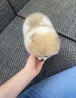 Romeo 🌿🏛️, a male Pomeranian for sale in Sacramento, CA – 4 of 8