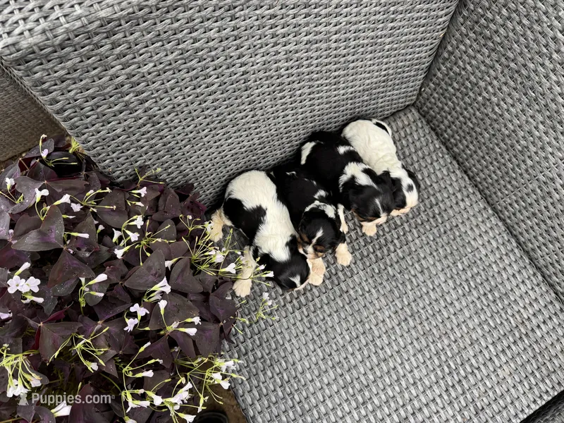 Emma – Cavalier King Charles Spaniel puppy for sale in Sacramento, CA