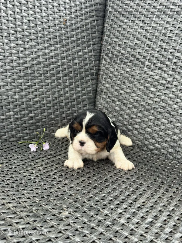 Emma – Cavalier King Charles Spaniel puppy for sale in Sacramento, CA