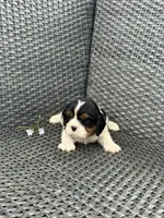 Emma, a female Cavalier King Charles Spaniel for sale in Sacramento, CA – Photo 2 of 3