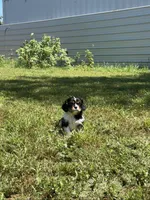 Layla, a female Cavalier King Charles Spaniel for sale in Sacramento, CA – 3 of 9