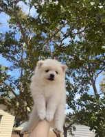 Jane , a female Pomeranian for sale in Sacramento, CA – 3 of 5