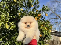 Leo, a male Pomeranian for sale in Sacramento, CA – Photo 1 of 3