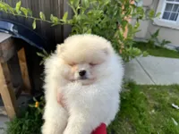 Leo, a male Pomeranian for sale in Sacramento, CA – Photo 2 of 3