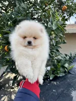 Leo, a male Pomeranian for sale in Sacramento, CA – Photo 3 of 3