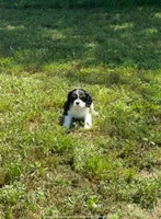 Ivy, a female Cavalier King Charles Spaniel for sale in Sacramento, CA – 6 of 9