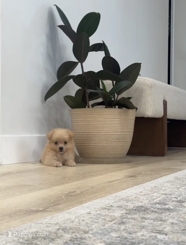 Olivia🩷🌿 – Pomeranian puppy for sale in Sacramento, CA