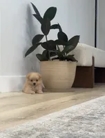 Olivia🩷🌿, a female Pomeranian for sale in Sacramento, CA – 4 of 5