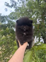 Belle Grace, a female Pomeranian for sale in Sacramento, CA – 8 of 8