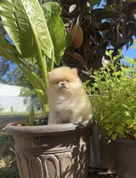 Jane  May ☀️, a female Pomeranian for sale in Sacramento, CA – 7 of 8