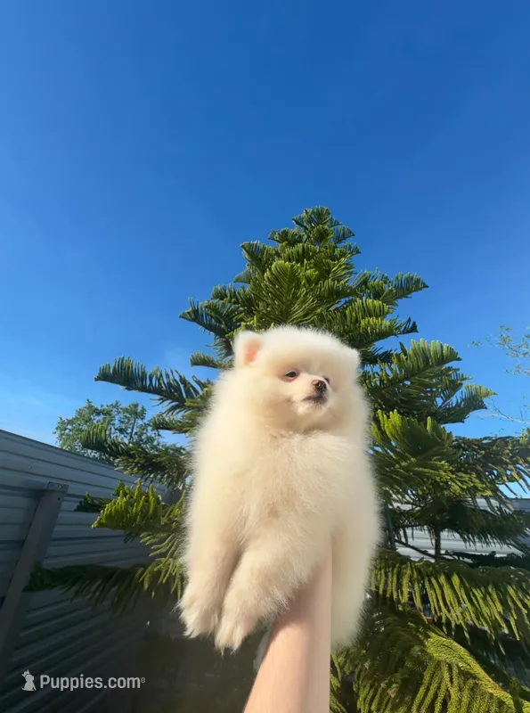 Rocky – Pomeranian puppy for sale in Sacramento, CA