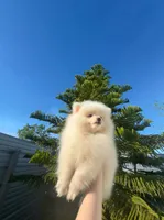 Leo, a male Pomeranian for sale in Sacramento, CA – Photo 2 of 5