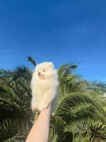 Leo, a male Pomeranian for sale in Sacramento, CA – Photo 3 of 5