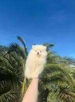 Leo, a male Pomeranian for sale in Sacramento, CA – Photo 4 of 5