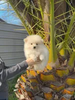 Rocky, a male Pomeranian for sale in Sacramento, CA – Photo 2 of 4