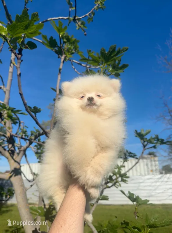 Leo – Pomeranian puppy for sale in Sacramento, CA