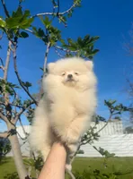 Leo, a male Pomeranian for sale in Sacramento, CA – Photo 1 of 5