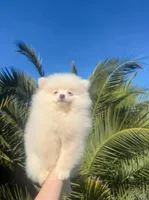 Leo, a male Pomeranian for sale in Sacramento, CA – Photo 5 of 5