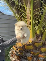 Rocky, a male Pomeranian for sale in Sacramento, CA – Photo 4 of 4