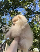Jane  May ☀️, a female Pomeranian for sale in Sacramento, CA – 3 of 8