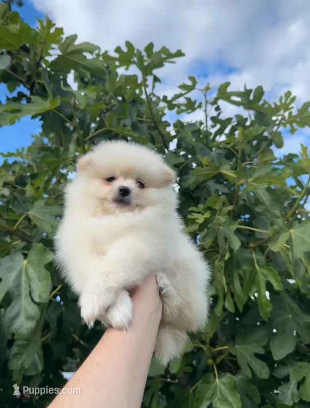 Jett – Pomeranian puppy for sale in Sacramento, CA