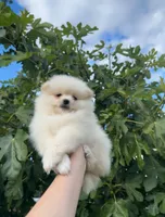 Danny, a male Pomeranian for sale in Sacramento, CA – 2 of 4