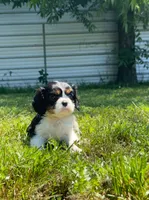 Ivy, a female Cavalier King Charles Spaniel for sale in Sacramento, CA – 3 of 9