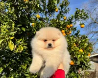 Mason, a male Pomeranian for sale in Sacramento, CA – Photo 3 of 3
