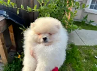 Mason, a male Pomeranian for sale in Sacramento, CA – Photo 2 of 3