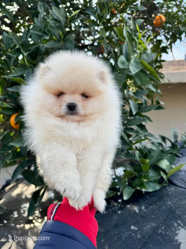 Mason – Pomeranian puppy for sale in Sacramento, CA