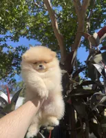 Jane  May ☀️, a female Pomeranian for sale in Sacramento, CA – 6 of 8