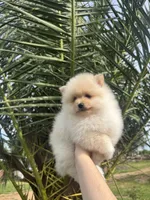 Cookie, a male Pomeranian for sale in Sacramento, CA – 7 of 9