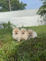 Cookie, a male Pomeranian for sale in Sacramento, CA – 3 of 9