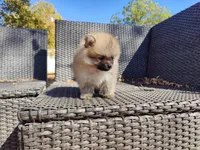 Brandy, a male Pomeranian for sale in Sacramento, CA – 6 of 6