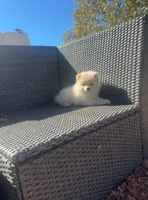 Romeo, a male Pomeranian for sale in Sacramento, CA – 7 of 7
