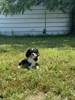 Layla, a female Cavalier King Charles Spaniel for sale in Sacramento, CA – 4 of 9