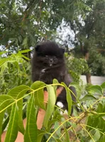 Belle Grace, a female Pomeranian for sale in Sacramento, CA – 3 of 8