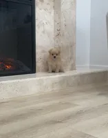 Olivia🩷🌿, a female Pomeranian for sale in Sacramento, CA – 3 of 5