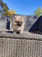Brandy, a male Pomeranian for sale in Sacramento, CA – 3 of 6
