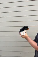Sammy, a male Cavalier King Charles Spaniel for sale in Sacramento, CA – 4 of 4