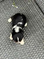 Ava, a female Cavalier King Charles Spaniel for sale in Sacramento, CA – Photo 2 of 2