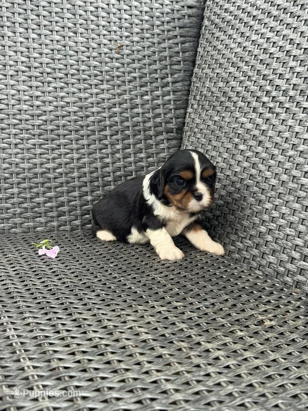 Ava, a female Cavalier King Charles Spaniel for sale in Sacramento, CA – Photo 1 of 2