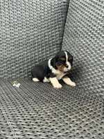 Ava, a female Cavalier King Charles Spaniel for sale in Sacramento, CA – Photo 1 of 2
