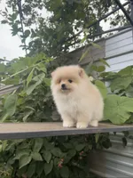 Roxy, a female Pomeranian for sale in Sacramento, CA – 6 of 6