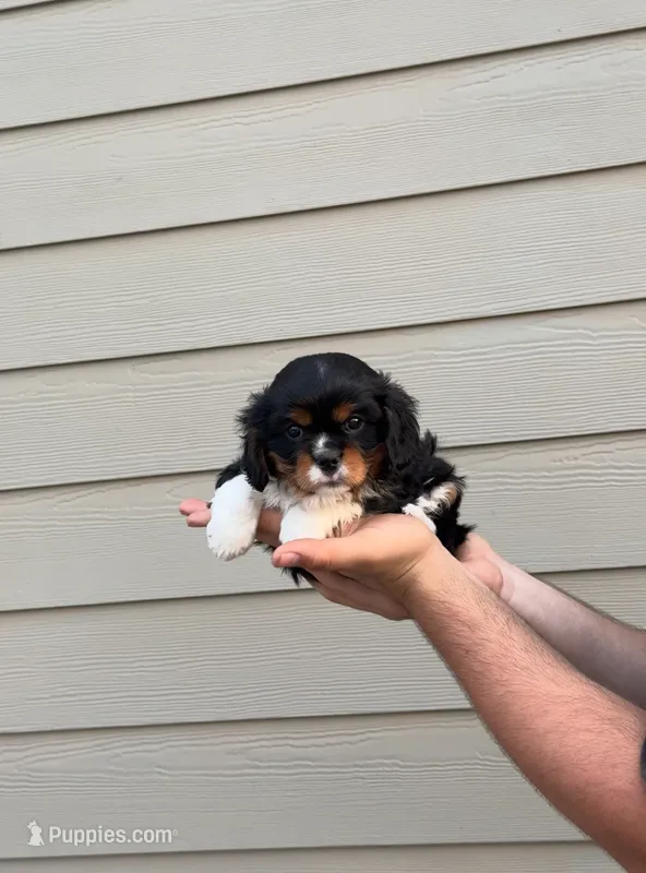 Sammy – Cavalier King Charles Spaniel puppy for sale in Sacramento, CA
